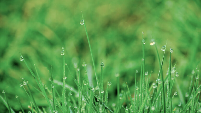 grässtrån med vattendroppar