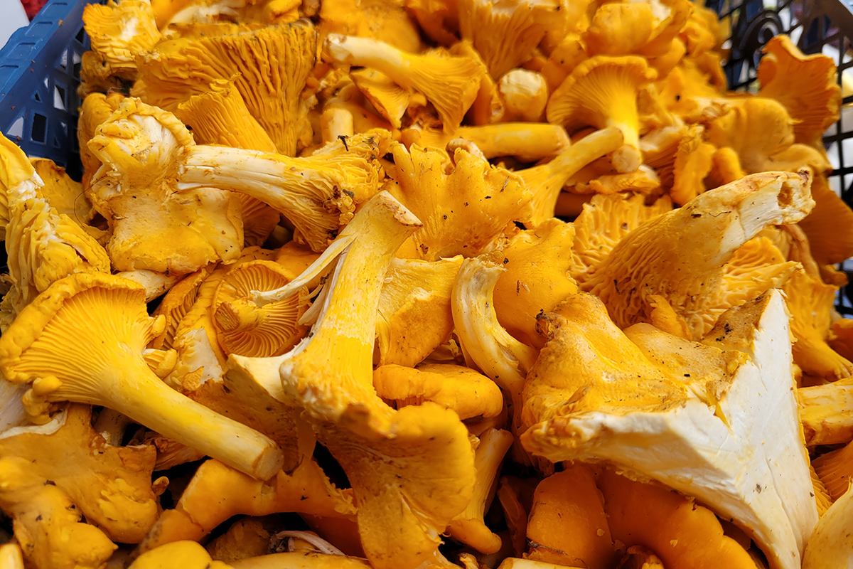 Kantareller